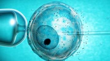 试管婴儿移植前后饮食起居原则