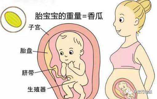 孕期周刊，第二十六周