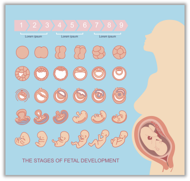 交作业啦~康康的备孕实操攻略